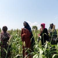 Sudan. Solar-powered irrigation is helping communities grow food and rebuild livelihoods in the face of climate change and displacement