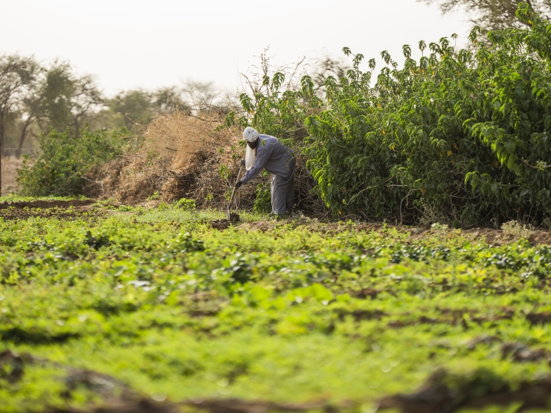 Agriculture in Farchana settlement