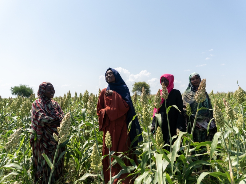 Sudan. Solar-powered irrigation is helping communities grow food and rebuild livelihoods in the face of climate change and displacement