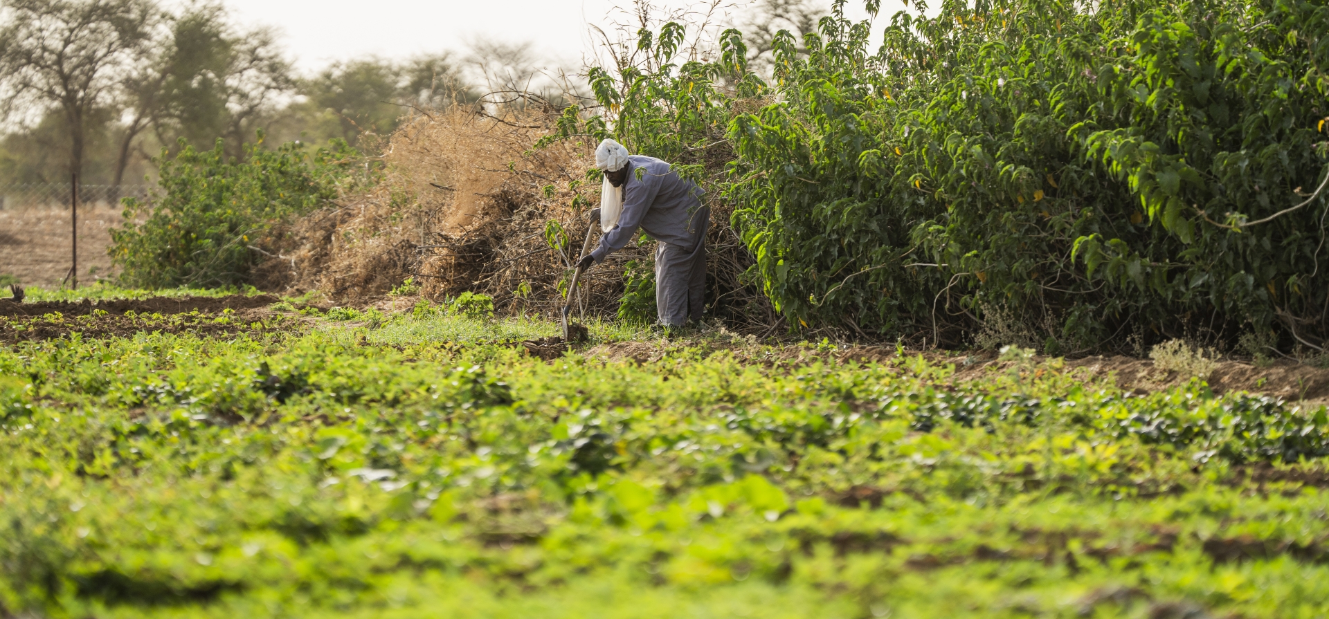 Agriculture in Farchana settlement